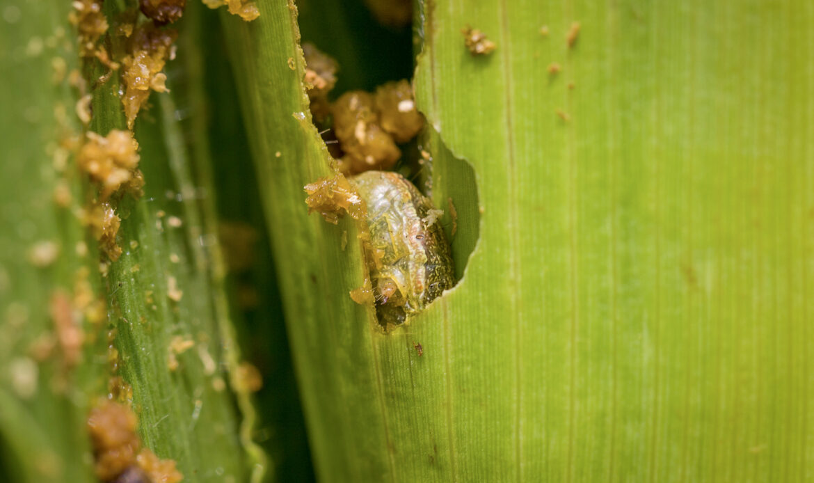 Spodoptera frugiperda shutterstock 2132753871