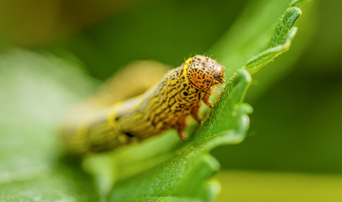 Spodoptera frugiperda shutterstock 2169575573
