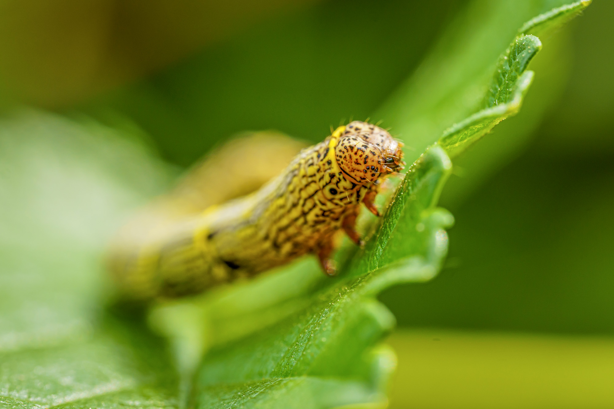 Spodoptera frugiperda shutterstock 2169575573