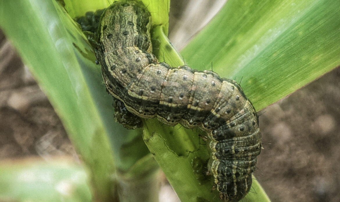 Spodoptera frugiperda shutterstock 2414319337
