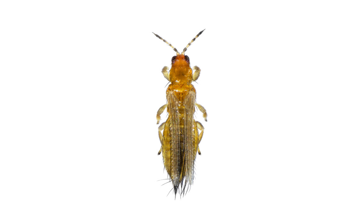 shutterstock 2661014417