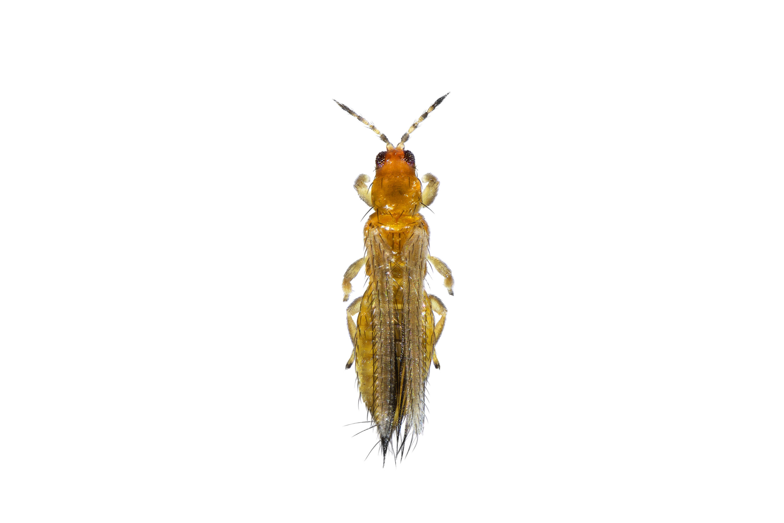 shutterstock 2661014417 scaled