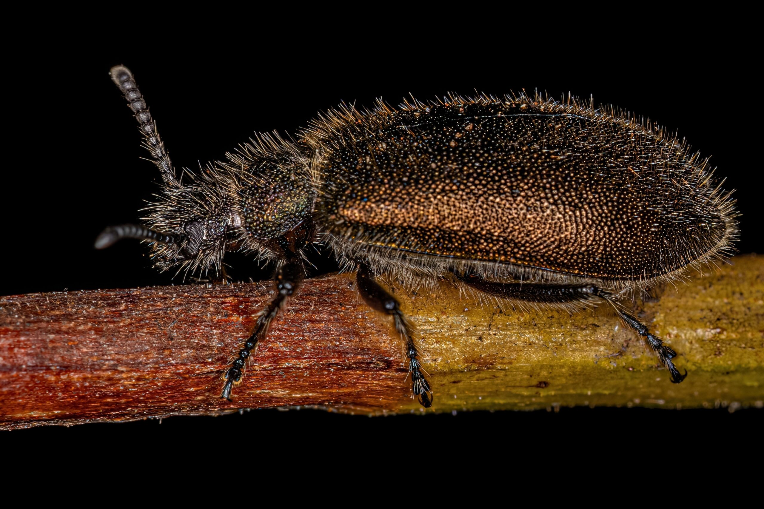 𝙇𝒂𝙜𝒓𝙞𝒂 𝒗𝙞𝒍𝙡𝒐𝙨𝒂 – specie de gândac invaziv pe lista de alertă EPPO 18 shutterstock 2198278281 scaled