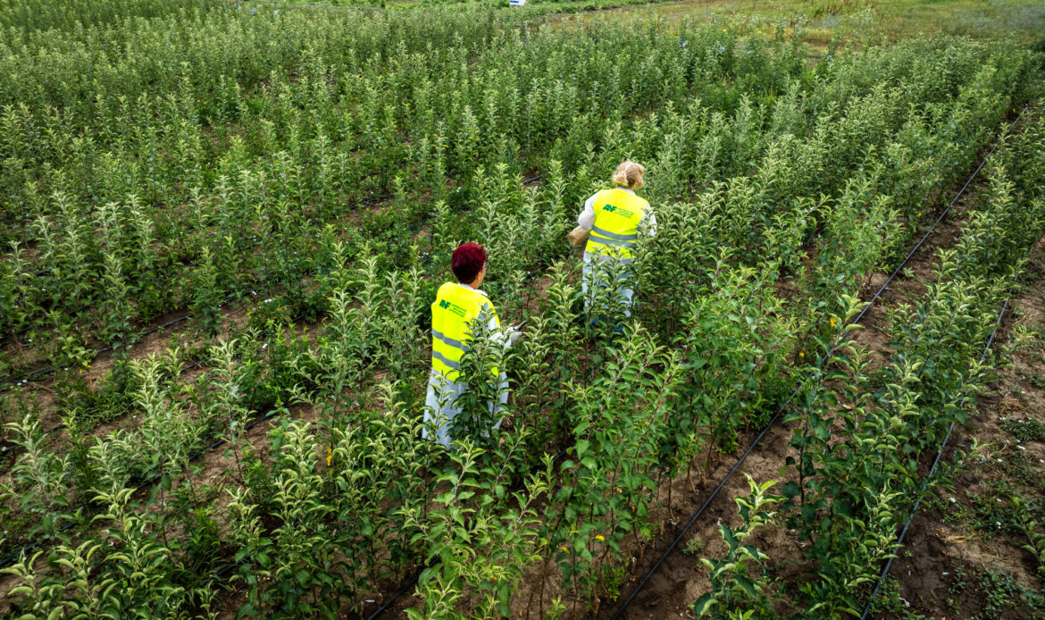 ANF în 2025 – un an cu mai mult control în teren, structură modernizată și dialog cu fermierii 10 2025.07.30 Moara Domneasca pepiniera063