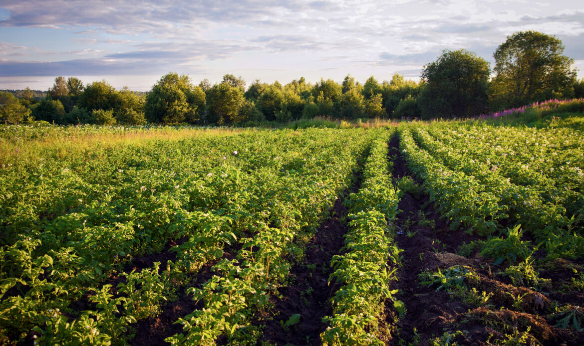 Cartoful din farfurie începe cu un tubercul sănătos 8 Cartofi