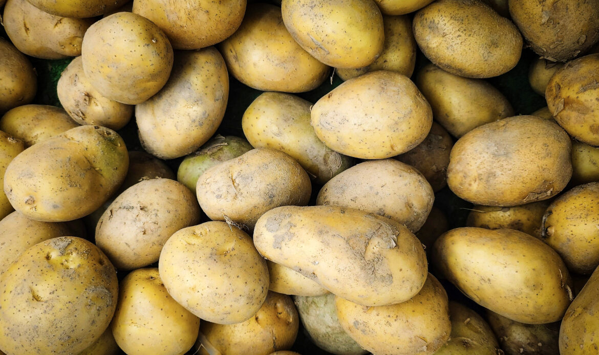 Cartoful din farfurie începe cu un tubercul sănătos 5 Cartofi 1