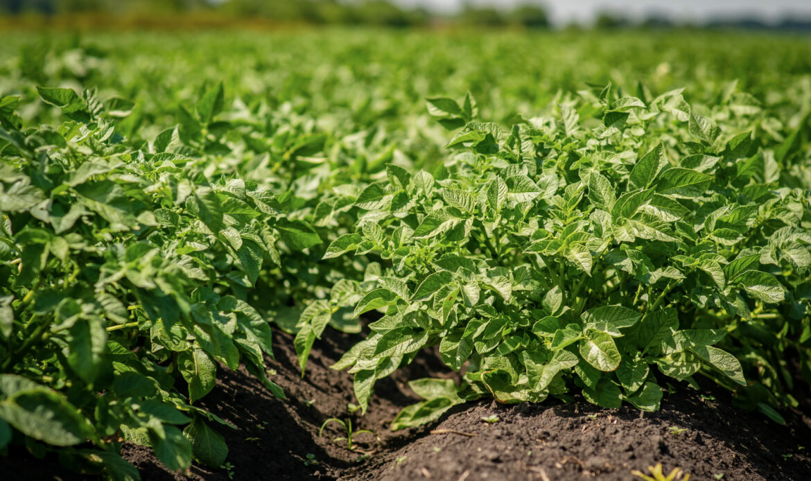 Cartoful din farfurie începe cu un tubercul sănătos 4 Cartofi 2