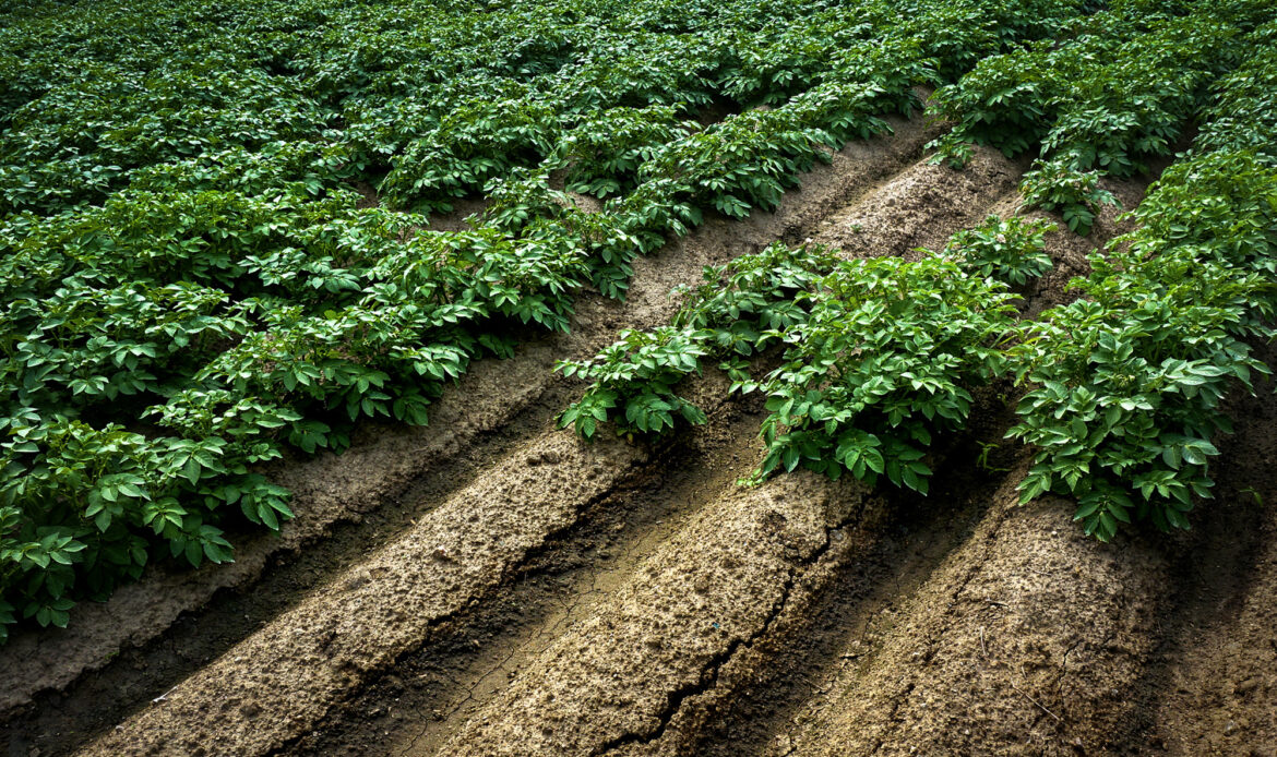 Cartoful din farfurie începe cu un tubercul sănătos 6 Cartofi 3