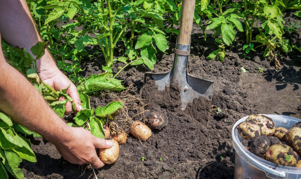 Cartoful din farfurie începe cu un tubercul sănătos 7 Cartofi 4