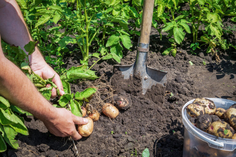 Noutăți 3 Cartofi 4