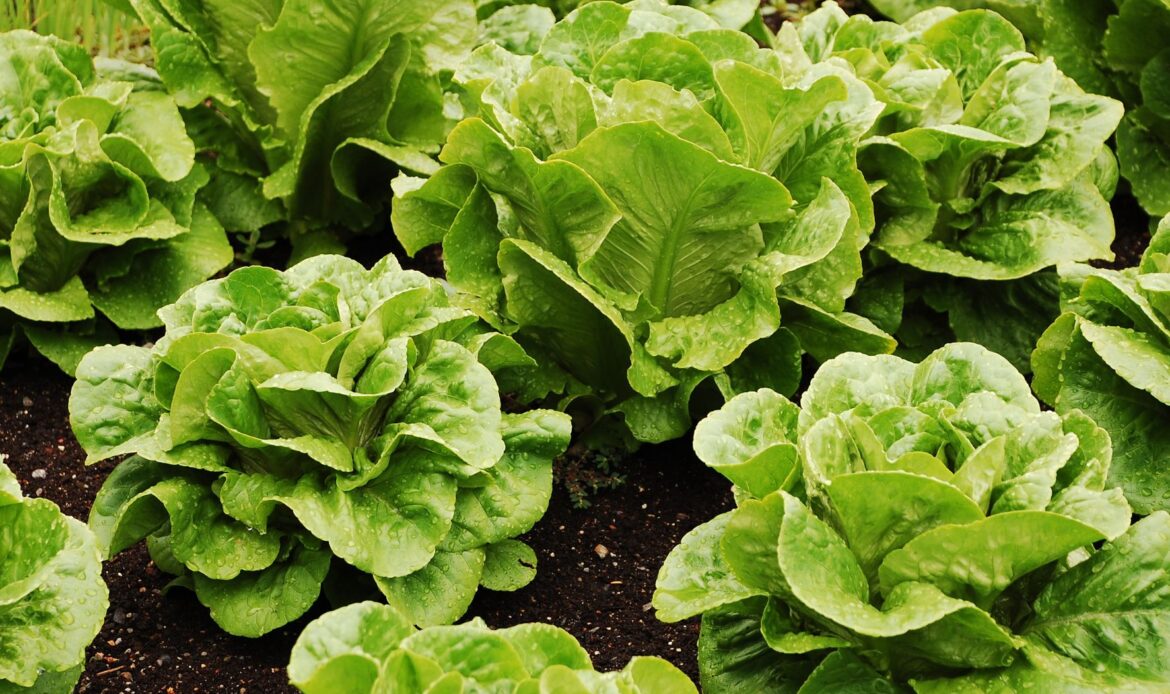 Salata, spanacul și ceapa verde, în atenția ANF înainte de Paște 5 10