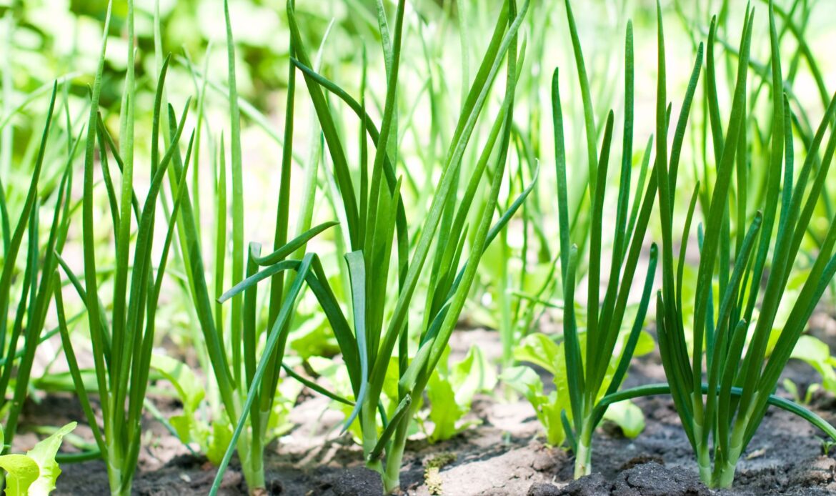 Salata, spanacul și ceapa verde, în atenția ANF înainte de Paște 4 12