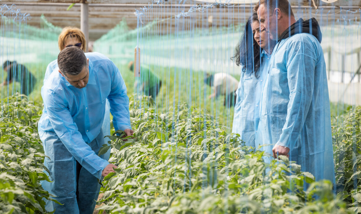 Continuăm seria de dialog direct cu legumicultorii, Pleșoiu, județul Olt 7 ANF Plesoiu0146