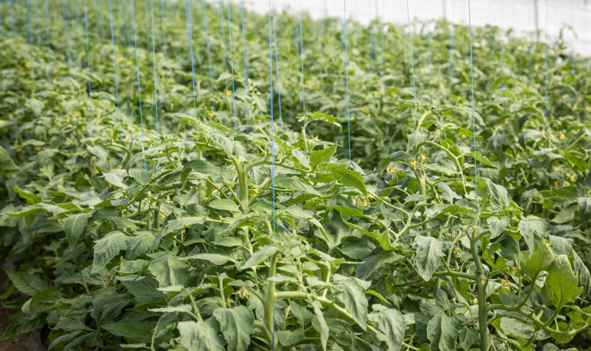 Continuăm seria de dialog direct cu legumicultorii, Pleșoiu, județul Olt 6 ANF Plesoiu0168