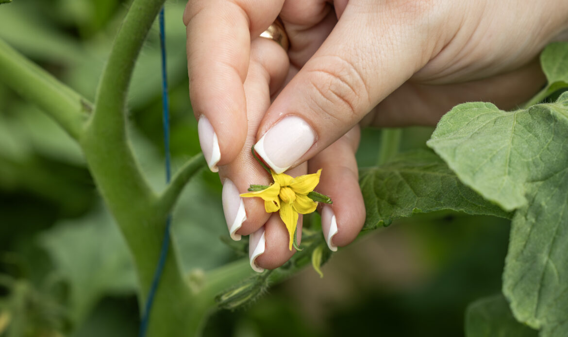Continuăm seria de dialog direct cu legumicultorii, Pleșoiu, județul Olt 9 ANF Plesoiu0170