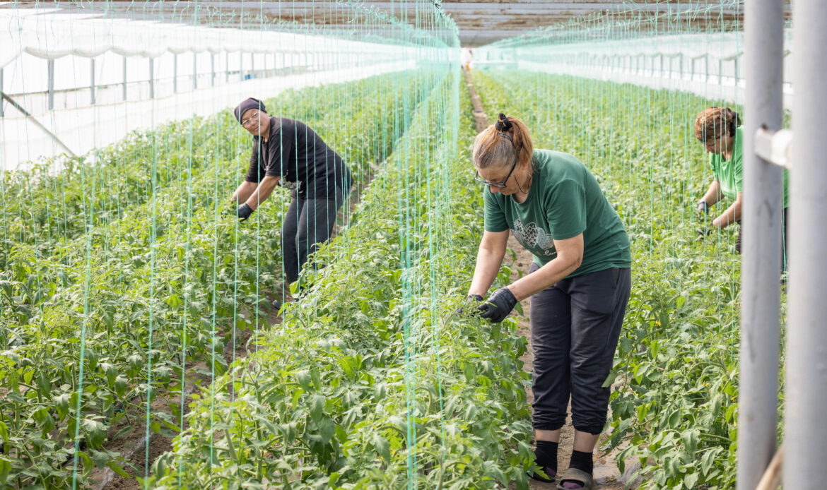 Continuăm seria de dialog direct cu legumicultorii, Pleșoiu, județul Olt 8 ANF Plesoiu0180