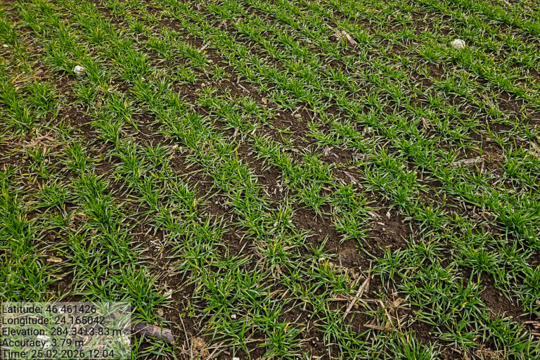 Noutăți 3 POZA 2 RC MS 26 T6 001