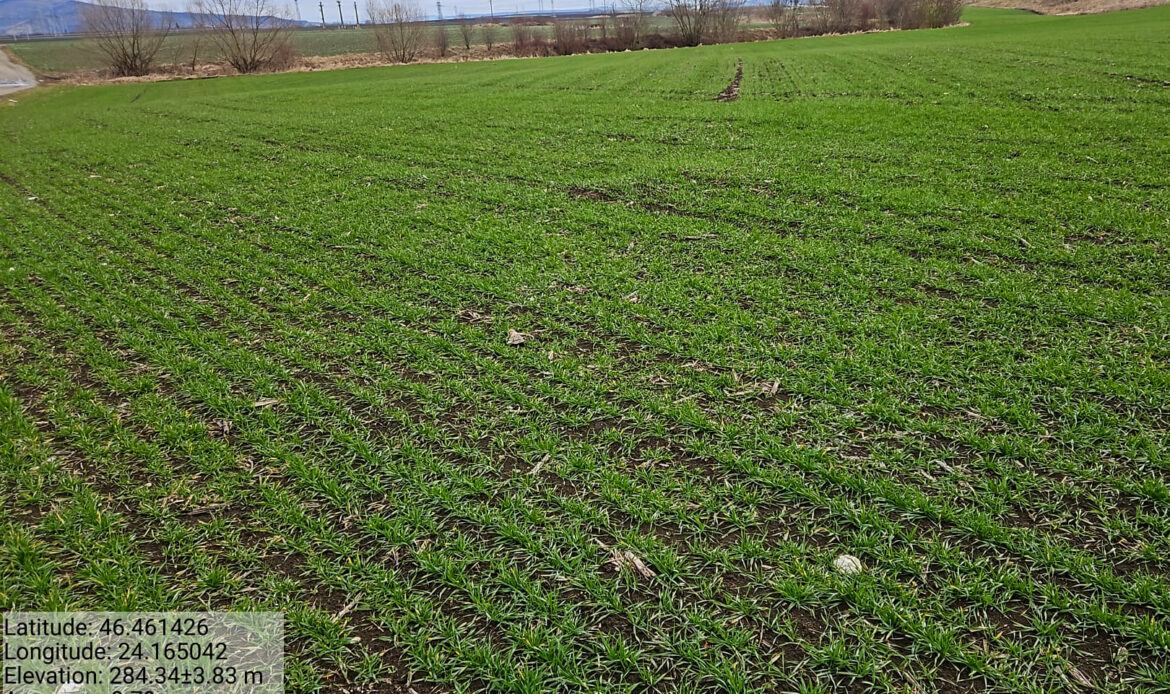 Starea fitosanitară a culturilor se menține bună în Transilvania 5 POZA RC MS 26 T6 001