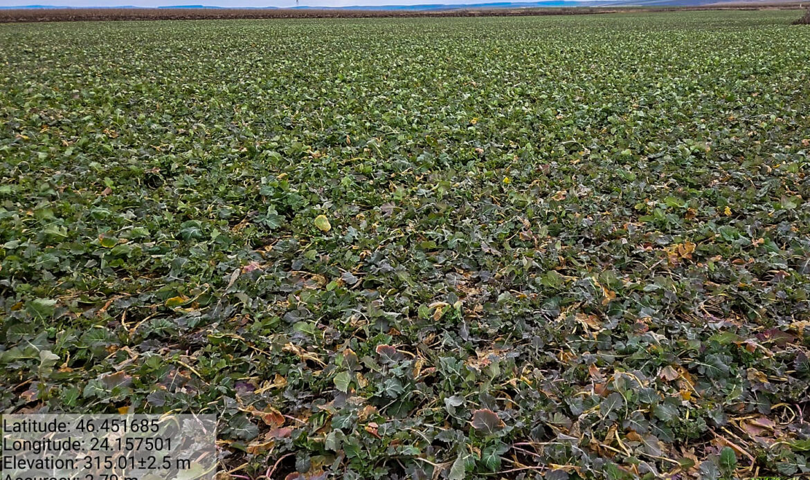 Starea fitosanitară a culturilor se menține bună în Transilvania 7 POZA RC MS 26 T6 001 2