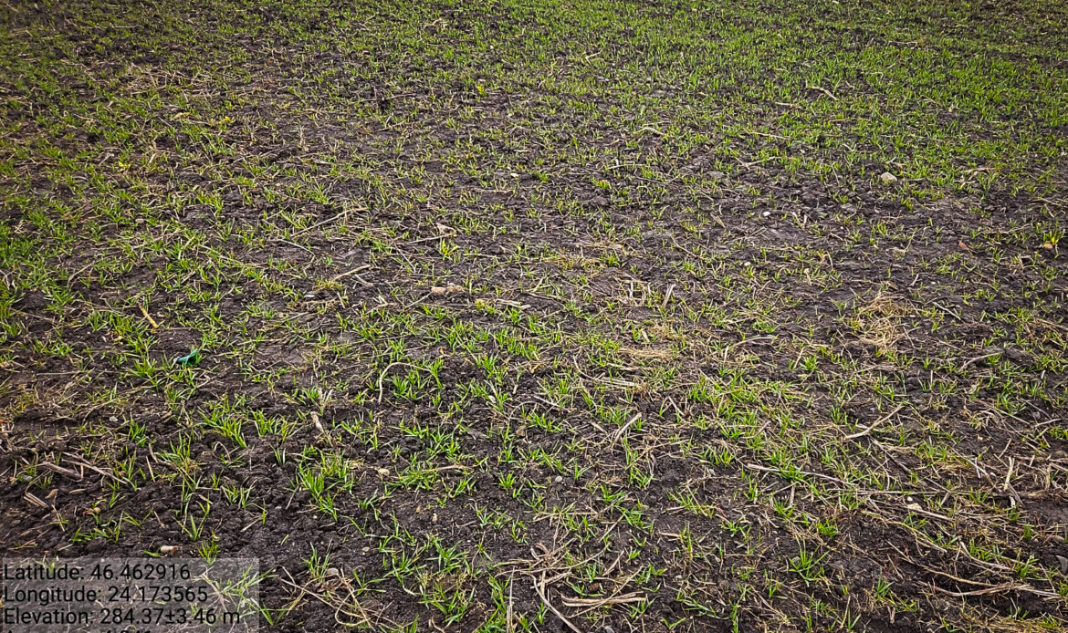 Starea fitosanitară a culturilor se menține bună în Transilvania 6 POZA RC MS 26 T6 001 GRAU