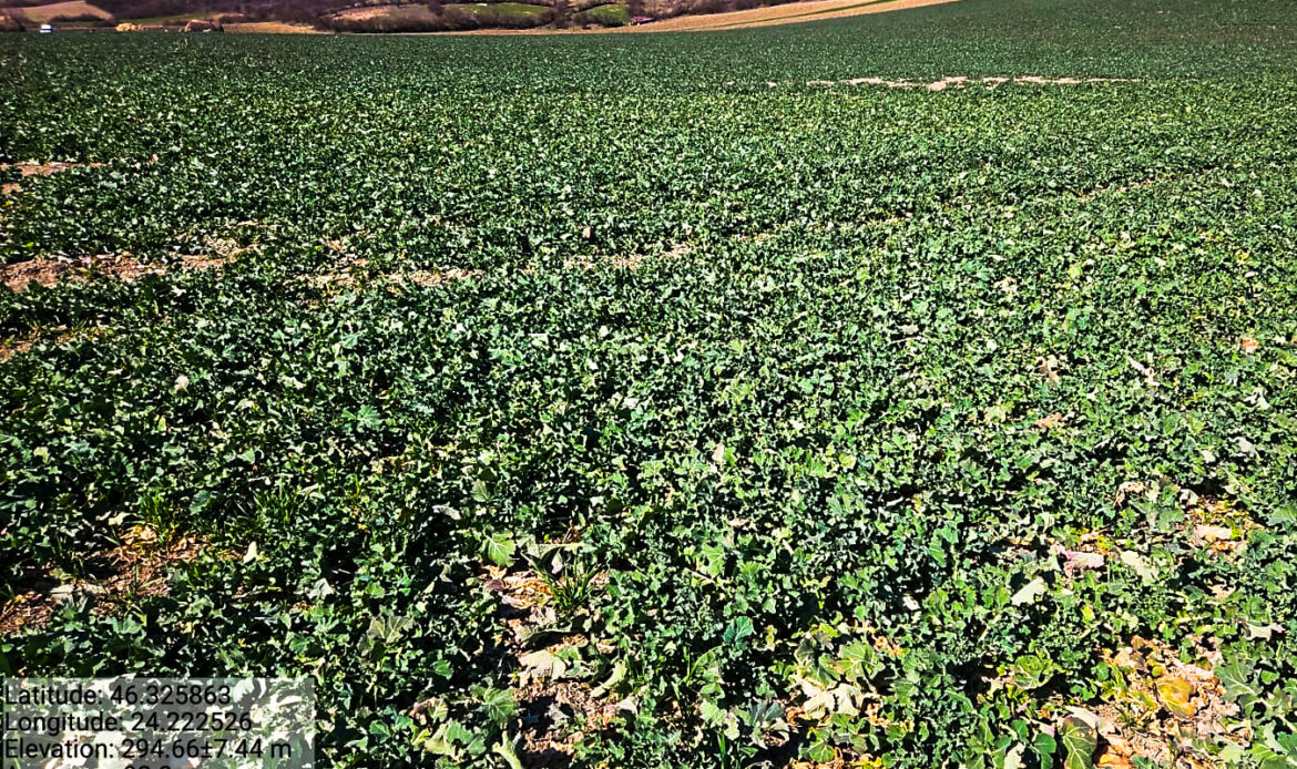 Starea fitosanitară a culturilor se menține bună în Transilvania 4 POZA RC MS 26 T6 002