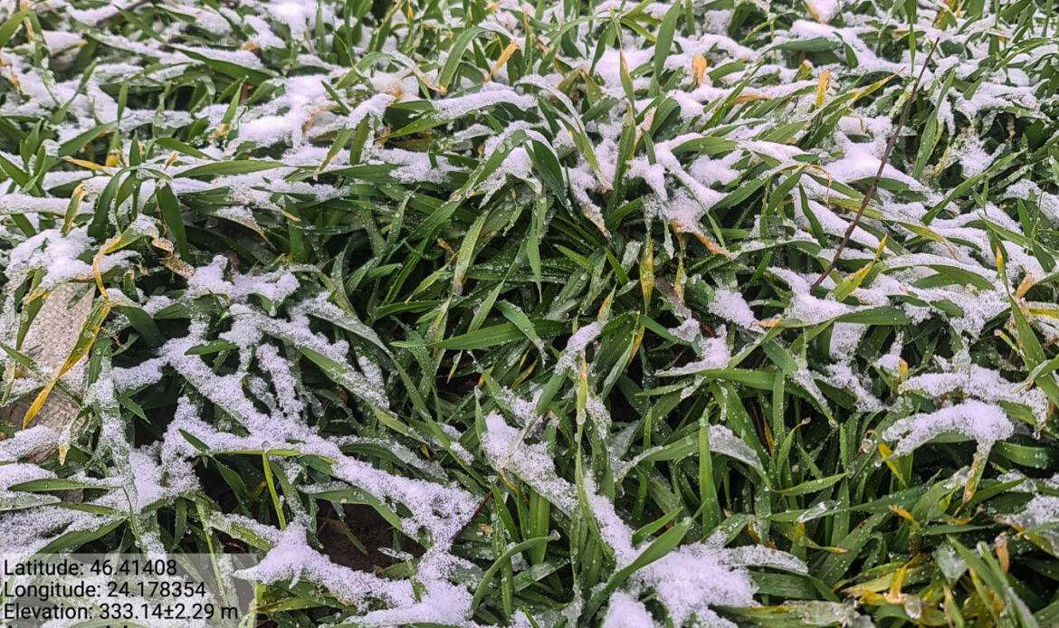 Starea fitosanitară a culturilor se menține bună în Transilvania 3 RC MS 26 T1 007 ORZ