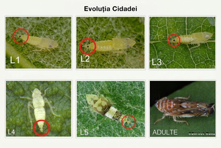 evolutia Cidadei