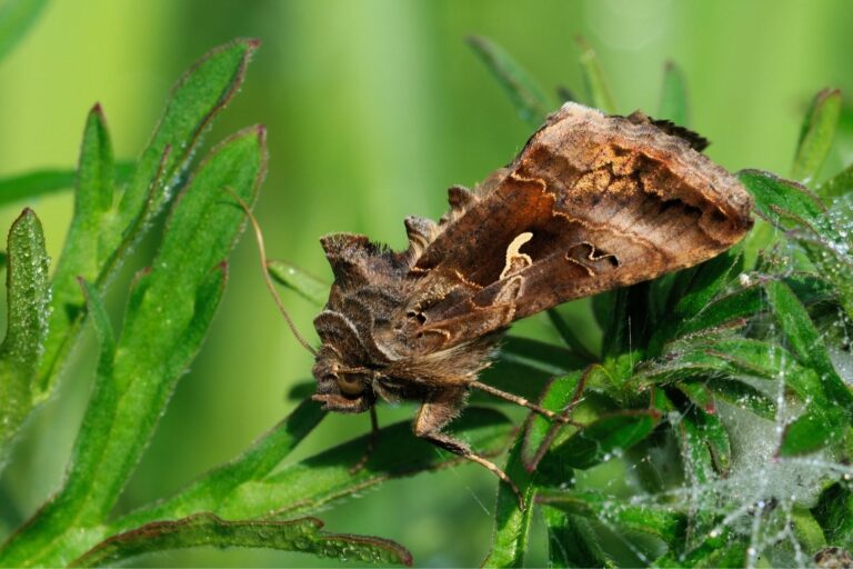 Noutăți 3 Buha gamma Autographa gamma2