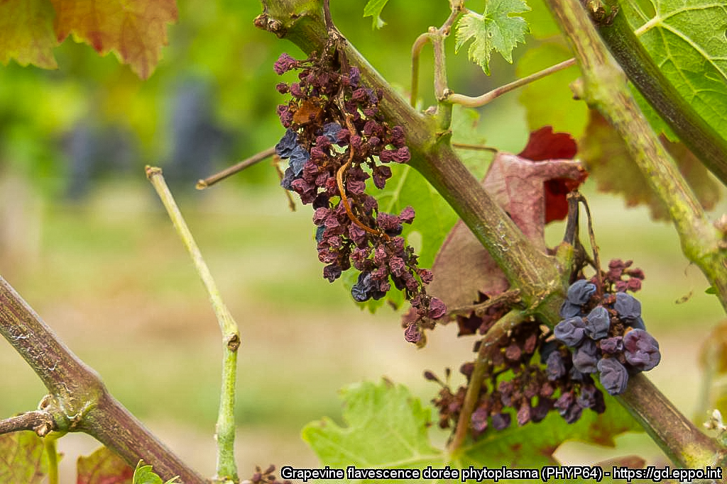 Flavescența aurie a viței-de-vie: ce trebuie să știe fiecare viticultor 3 PHYP64 14543