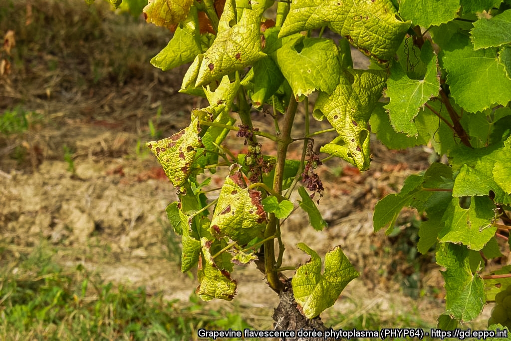 Flavescența aurie a viței-de-vie: ce trebuie să știe fiecare viticultor 4 PHYP64 14544